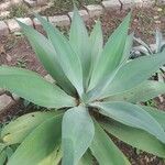 Agave attenuata葉