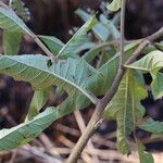 Gymnanthemum amygdalinum Blatt