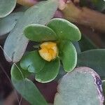 Portulaca oleracea Květ