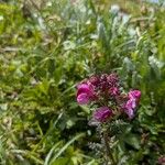 Pedicularis rostratocapitata Flower