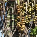 Howea belmoreana Magamba