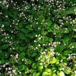 Saxifraga hirsuta Hábito