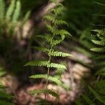 Thelypteris palustris Leaf