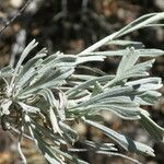 Artemisia tridentata Máis