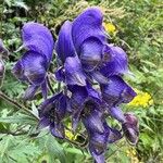 Aconitum variegatum Flor
