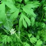 Fumaria capreolata Blatt