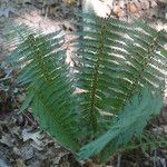 Polystichum setiferum Blad