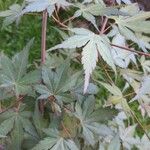 Acer japonicum Folha