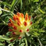 Anthyllis vulneraria Цветок