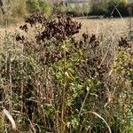 Hypericum perfoliatum Folla