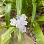 Iris japonicaBlomst