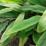 Alpinia officinarum Leaf