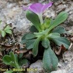 Primula allionii Habit