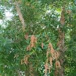 Conocarpus erectus 葉