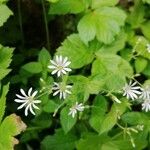 Stellaria nemorum Blüte