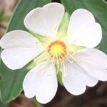 Potentilla alba Flor
