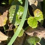 Hydrocotyle sibthorpioides Habitus