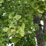 Ginkgo biloba Lubje