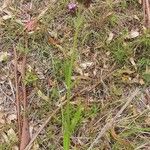 Verbena incompta Habitat