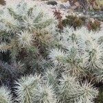 Cylindropuntia tunicata Хабит