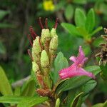 Rhododendron ferrugineum Цветок