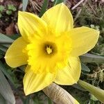 Narcissus pseudonarcissus Květ