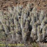 Euphorbia handiensis Habitat