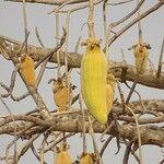 Adansonia digitataFrucht