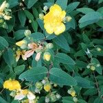 Hypericum × hidcoteenseപുഷ്പം