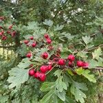 Crataegus azarolus Плод