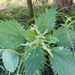 Urtica membranacea Листок