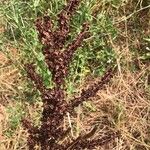 Rumex confertus Fruto