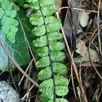 Asplenium trichomanes Φρούτο
