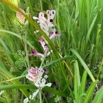 Fumaria agraria Flower