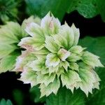 Rodgersia podophylla Blad