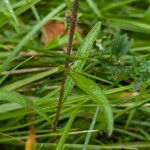 Centaurea decipiens 葉