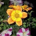 Bidens triplinerviaΛουλούδι