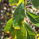 Exochorda racemosa 葉