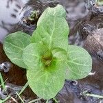 Veronica beccabunga Leaf