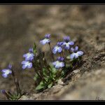 Solenopsis minuta Virág