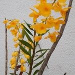 Dendrobium chrysotoxum Květ