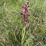 Anacamptis laxiflora Habit