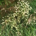 Erigeron strigosus Libunga