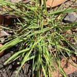 Eragrostis elongata ശീലം