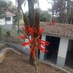 Erythrina flabelliformis പുഷ്പം