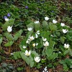 Sanguinaria canadensis Хабит