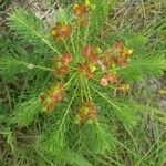 Euphorbia cyparissiasFlors