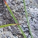 Juncus trifidus Yaprak