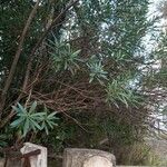 Nerium oleander 叶