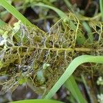 Utricularia australis Bark